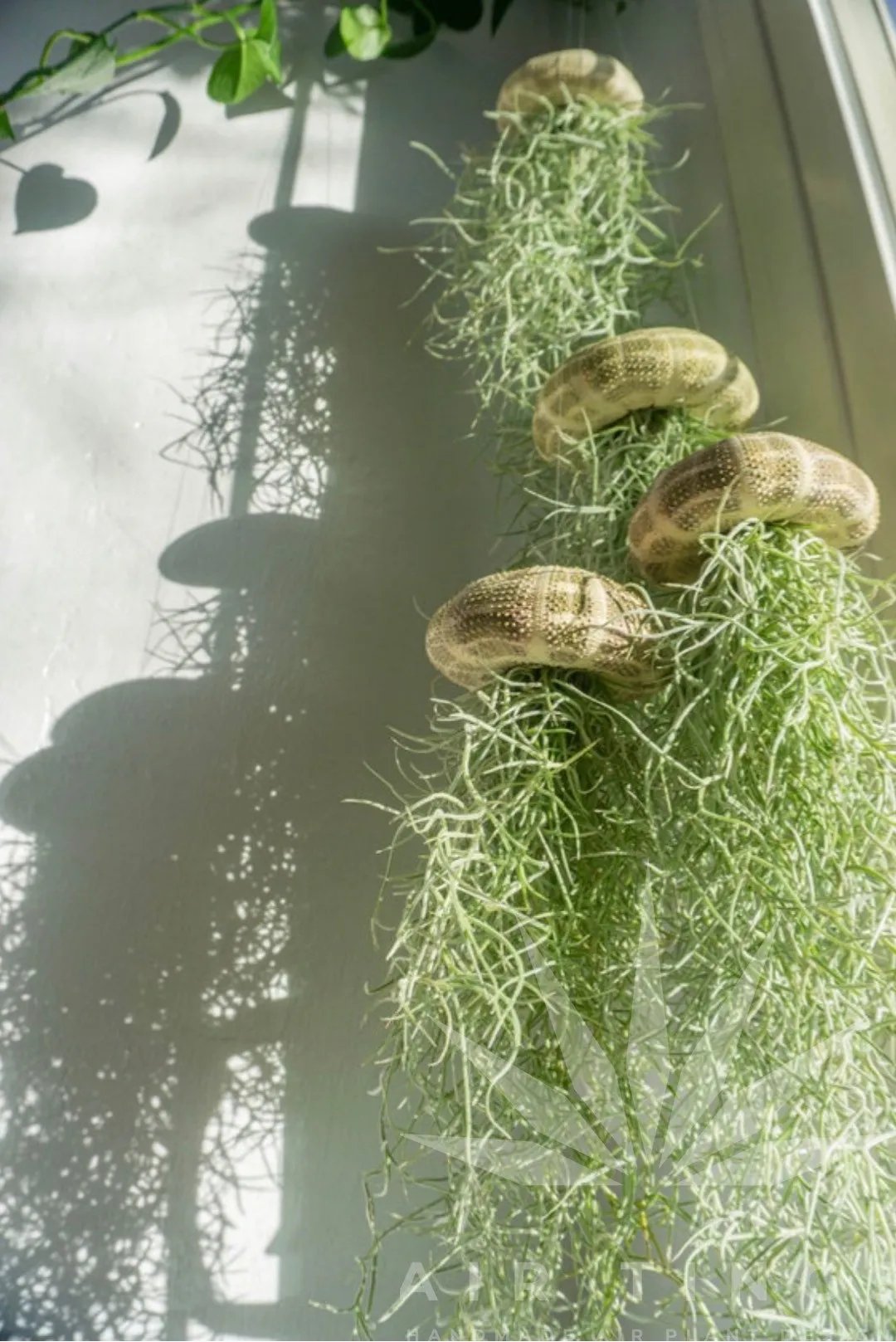 AquaMuse™ — Effortless Coastal Calm That Transforms Any Space Instantly