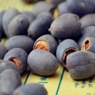 pieces of colorful bonsai lotus seeds – Vibrant & easy to grow (5+5 Free - 10 pcs)