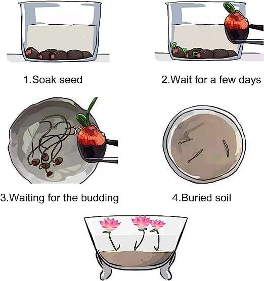 pieces of colorful bonsai lotus seeds – Vibrant & easy to grow (5+5 Free - 10 pcs)