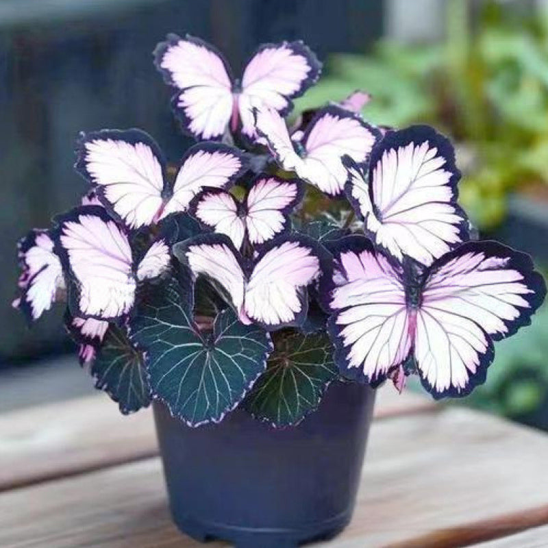 FlutterMuse™ Butterfly Bloom Seeds — Transform Your Garden into a Magical Butterfly Wonderland