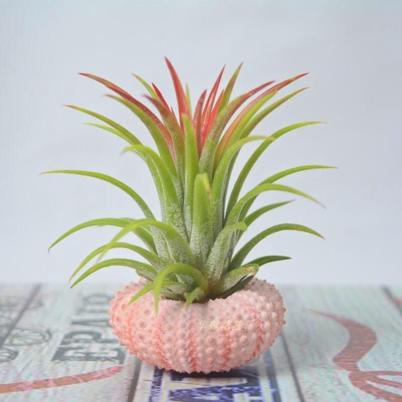 AquaMuse™ — Effortless Coastal Calm That Transforms Any Space Instantly