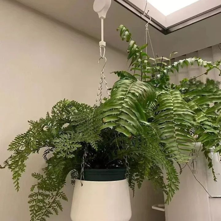 2+2 Free | Simple Plant Hanging Set