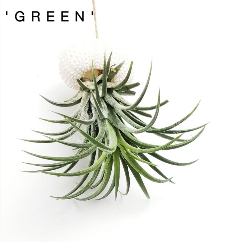 AquaMuse™ — Effortless Coastal Calm That Transforms Any Space Instantly