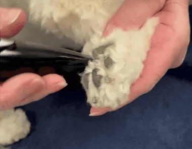 Hair Clipper for Easy Grooming