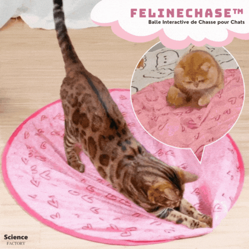 PurrQuest™ — Ignite Your Cat’s Wild Instincts for Endless Thrills and Energy