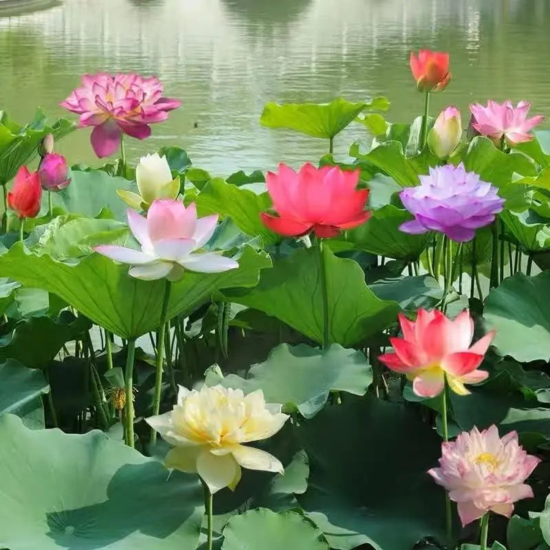 LotusRadiance™ — Ignite Your Pond with Stunning Blooms That Transform Your Garden Into a Serene Sanctuary
