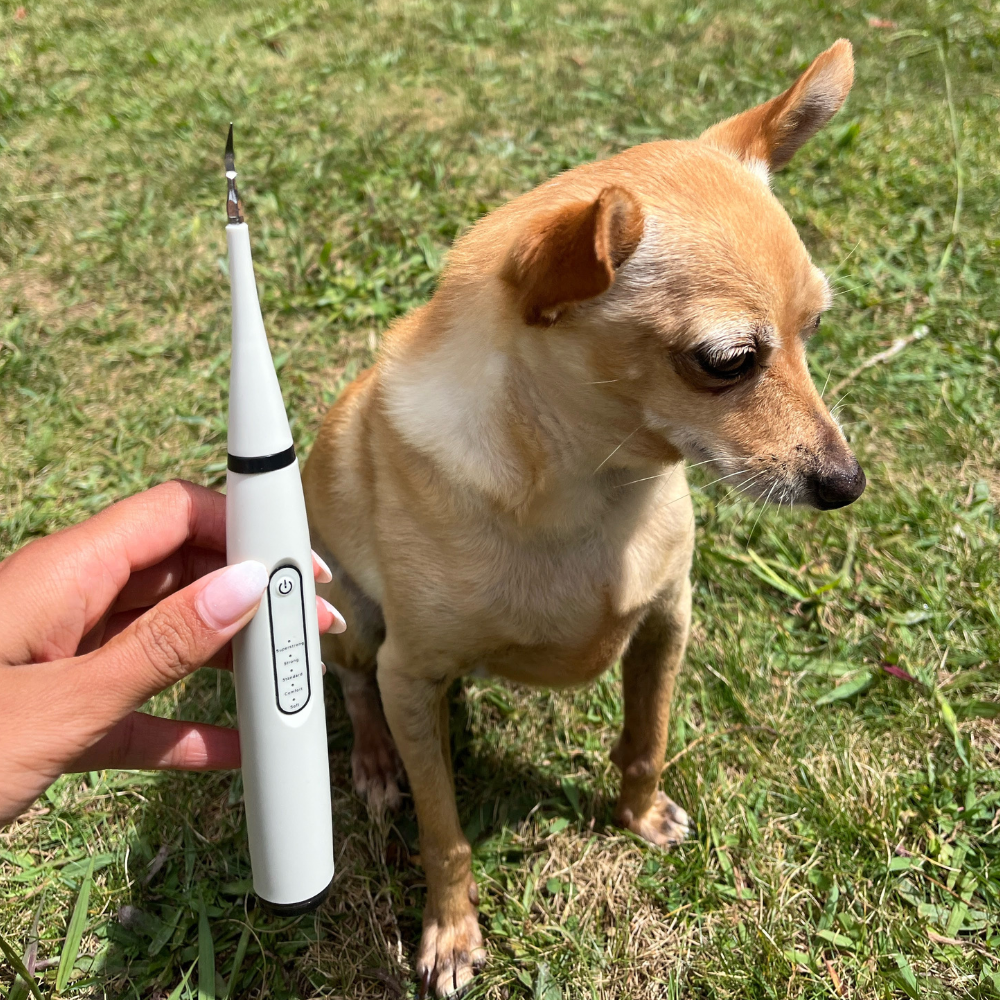 PureSmile™ — Effortless, Pain-Free Dental Care That Gives Your Pet a Bright, Confident Smile