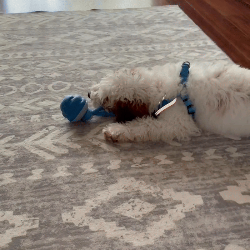 FurEverFun™ — Turn Boredom into Boundless Joy and a Radiant Smile