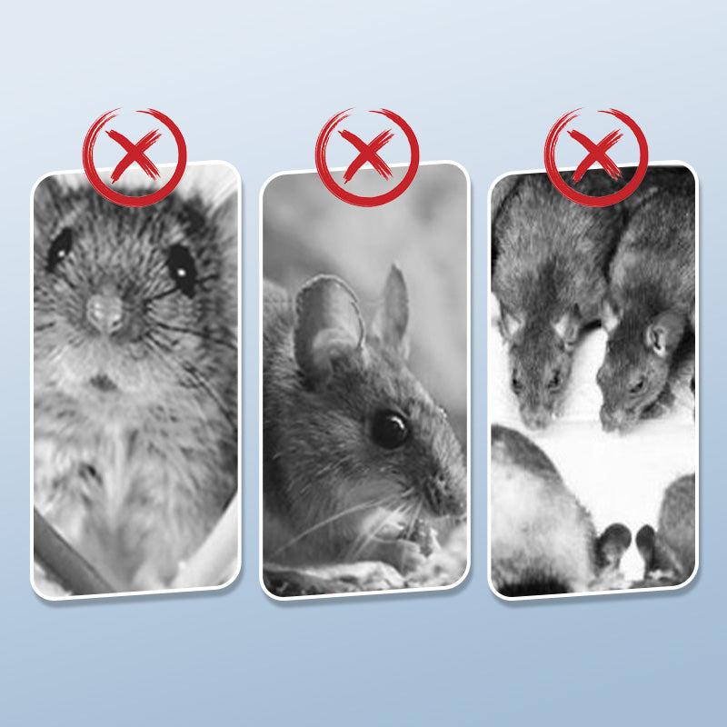 Rodent Control Solution for a Safe and Clean Home
