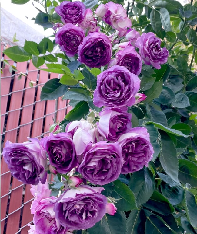 BlossomTrail™ — Turn Your Garden Into a Vibrant, Fragrant Rose Paradise Without the Hassle
