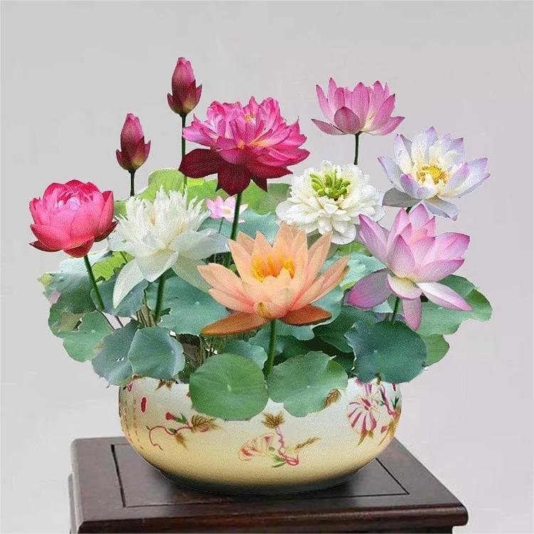 pieces of colorful bonsai lotus seeds – Vibrant & easy to grow (5+5 Free - 10 pcs)