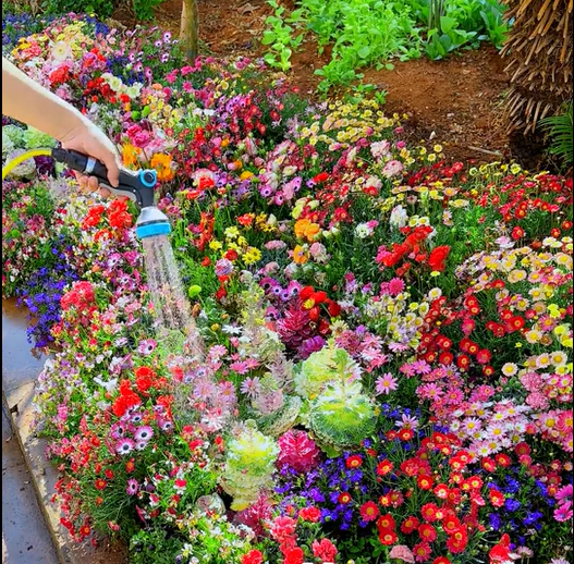 PerenniaBloom™ — Transform Your Yard Into a Never-Ending Festival of Color and Life