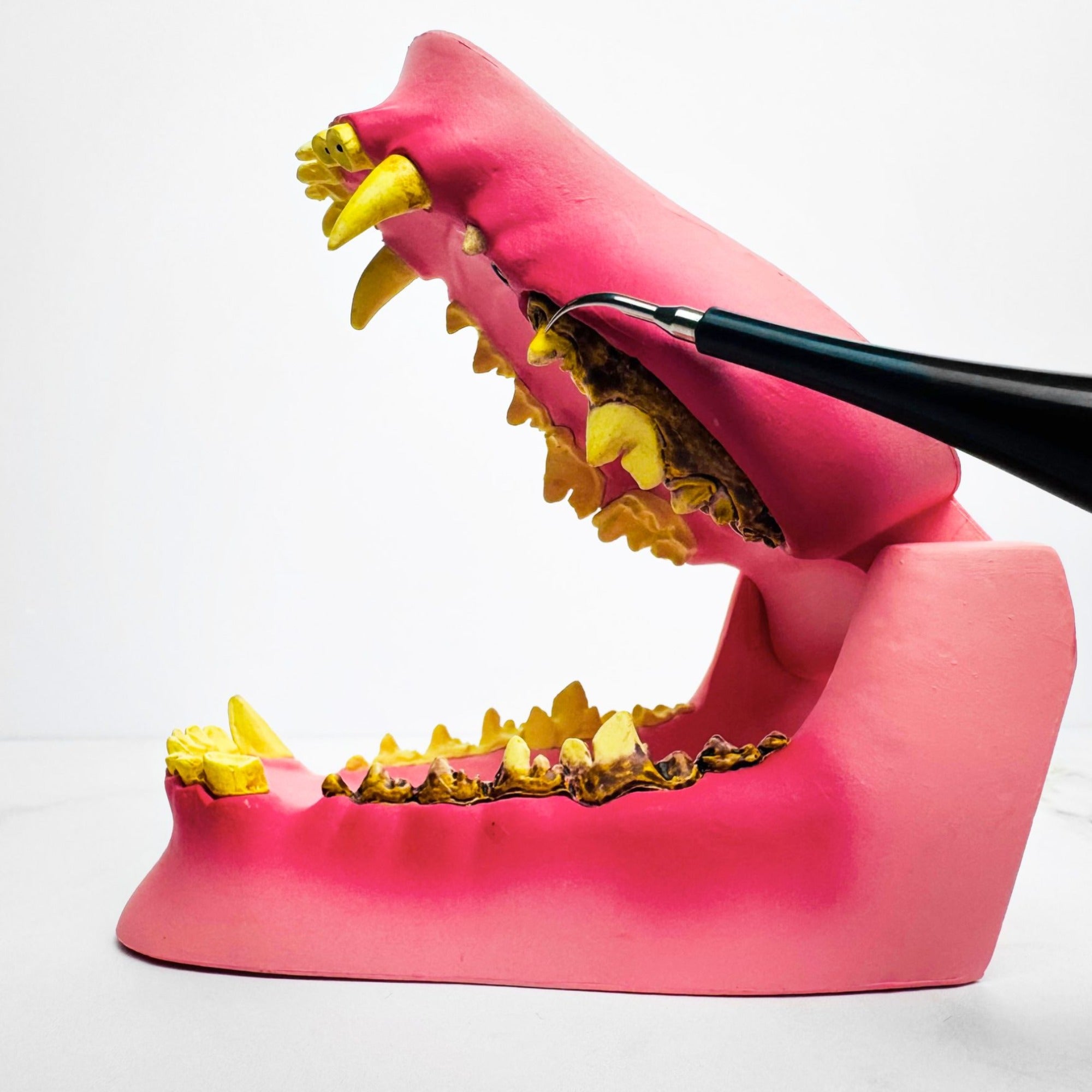 PureSmile™ — Effortless, Pain-Free Dental Care That Gives Your Pet a Bright, Confident Smile