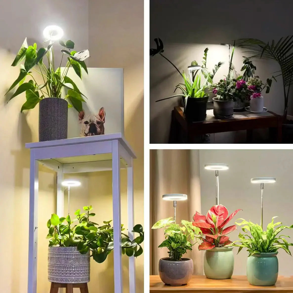Plant Lamp | Full Spectrum Growing Light | Timer and Brightness Control | PlantGlow