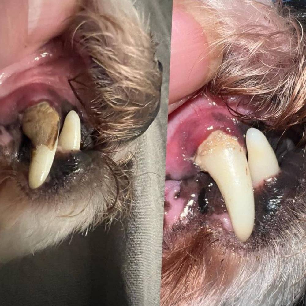 PureSmile™ — Effortless, Pain-Free Dental Care That Gives Your Pet a Bright, Confident Smile