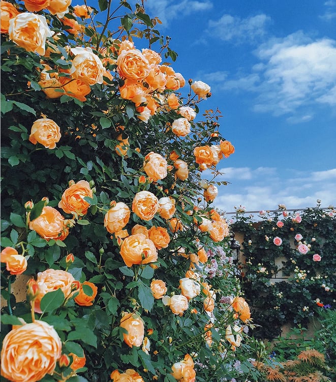BlossomTrail™ — Turn Your Garden Into a Vibrant, Fragrant Rose Paradise Without the Hassle