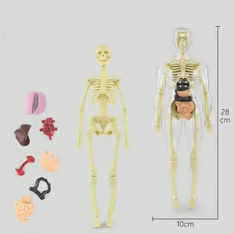 Unlock Your Potential to Truly Understand the Human Body