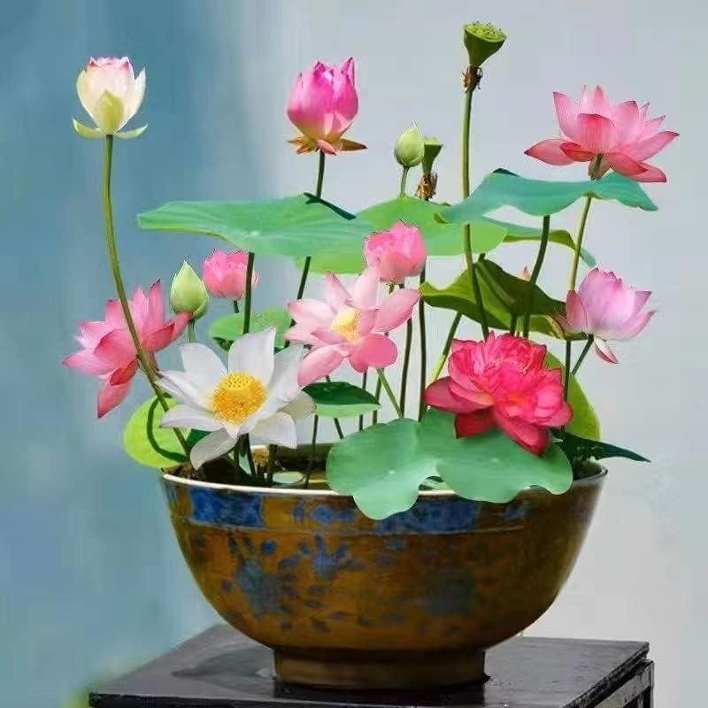 pieces of colorful bonsai lotus seeds – Vibrant & easy to grow (5+5 Free - 10 pcs)