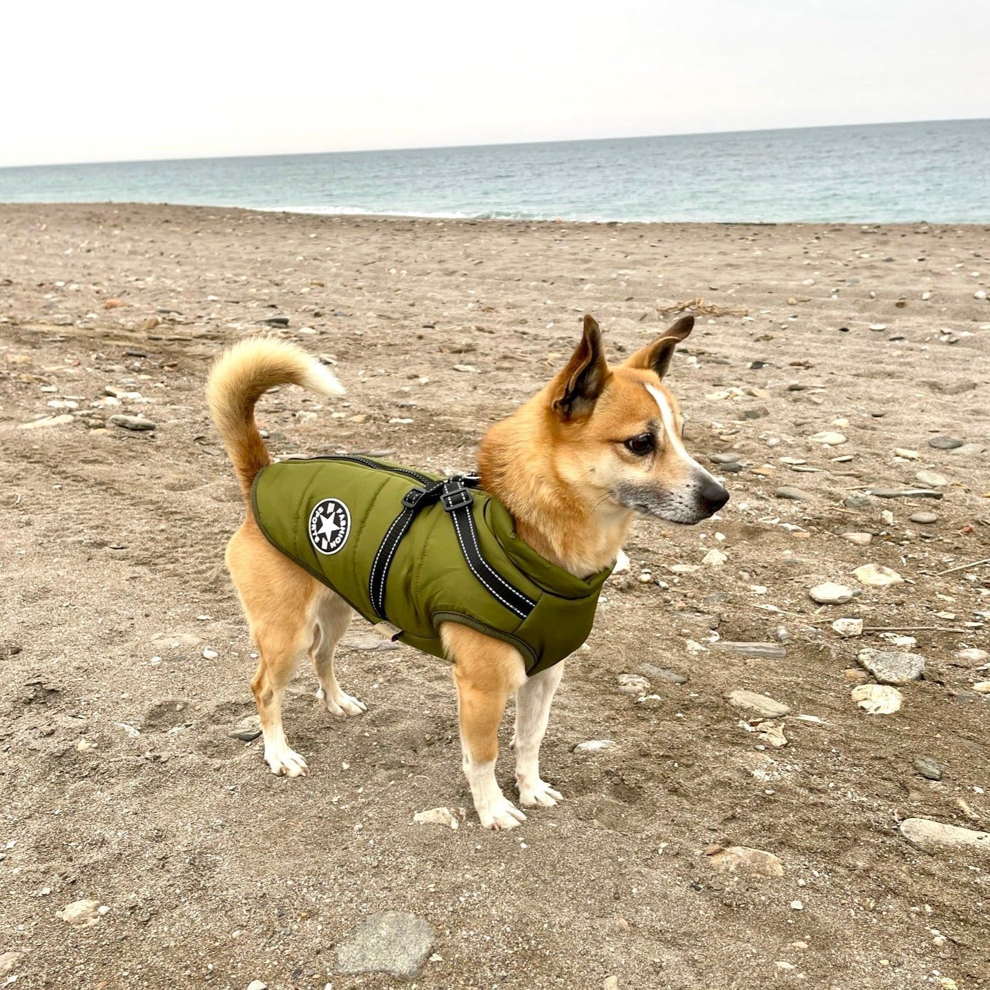 StormPaw™ Weather Jacket — Keep Your Dog Warm, Dry, and Effortlessly Controlled on Every Adventure