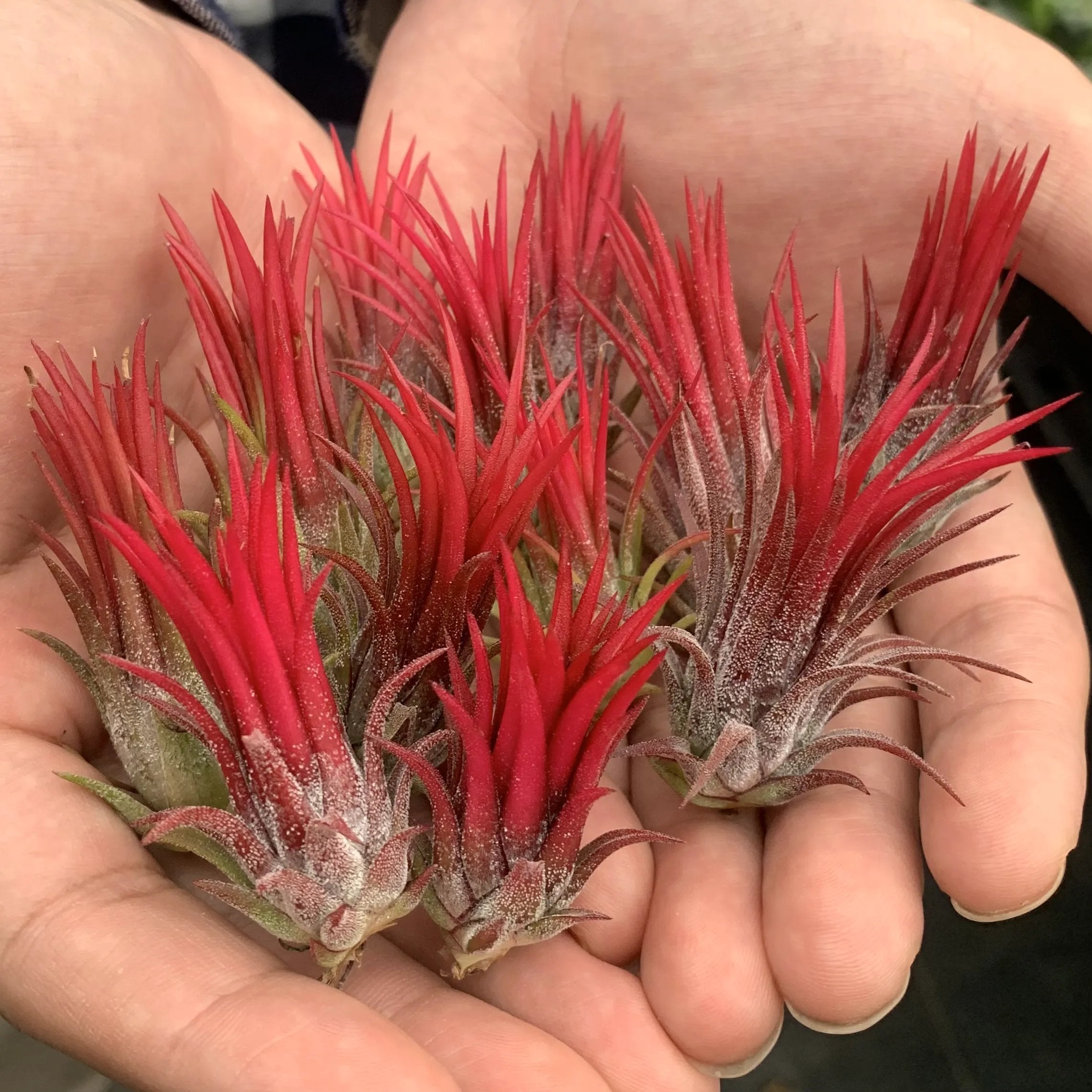 AquaMuse™ — Effortless Coastal Calm That Transforms Any Space Instantly