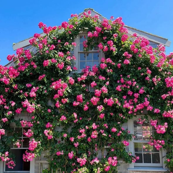 BlossomTrail™ — Turn Your Garden Into a Vibrant, Fragrant Rose Paradise Without the Hassle