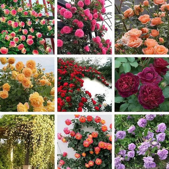 BlossomTrail™ — Turn Your Garden Into a Vibrant, Fragrant Rose Paradise Without the Hassle