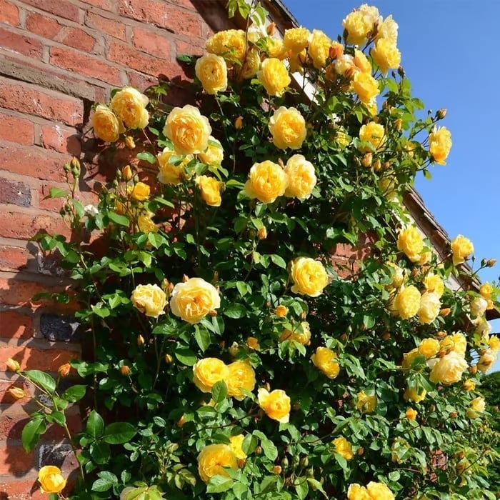 BlossomTrail™ — Turn Your Garden Into a Vibrant, Fragrant Rose Paradise Without the Hassle
