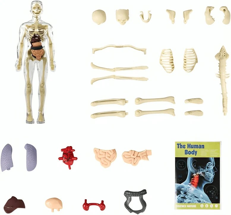 Unlock Your Potential to Truly Understand the Human Body