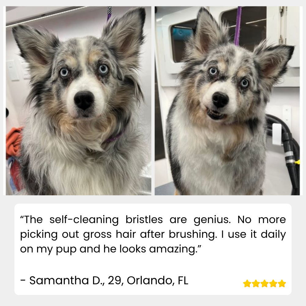 SteamSleek™ — End Shedding Struggles and Gift Your Pet a Silky, Stress-Free Glow