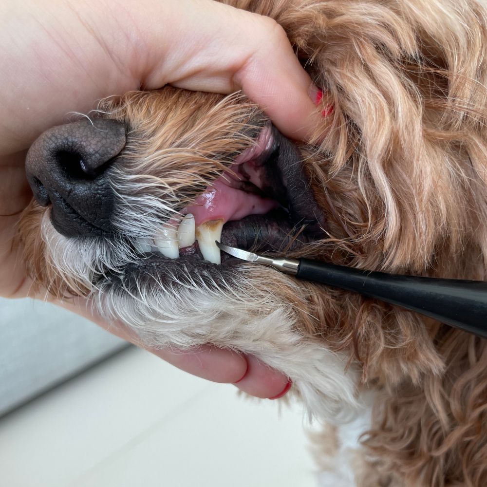 PureSmile™ — Effortless, Pain-Free Dental Care That Gives Your Pet a Bright, Confident Smile