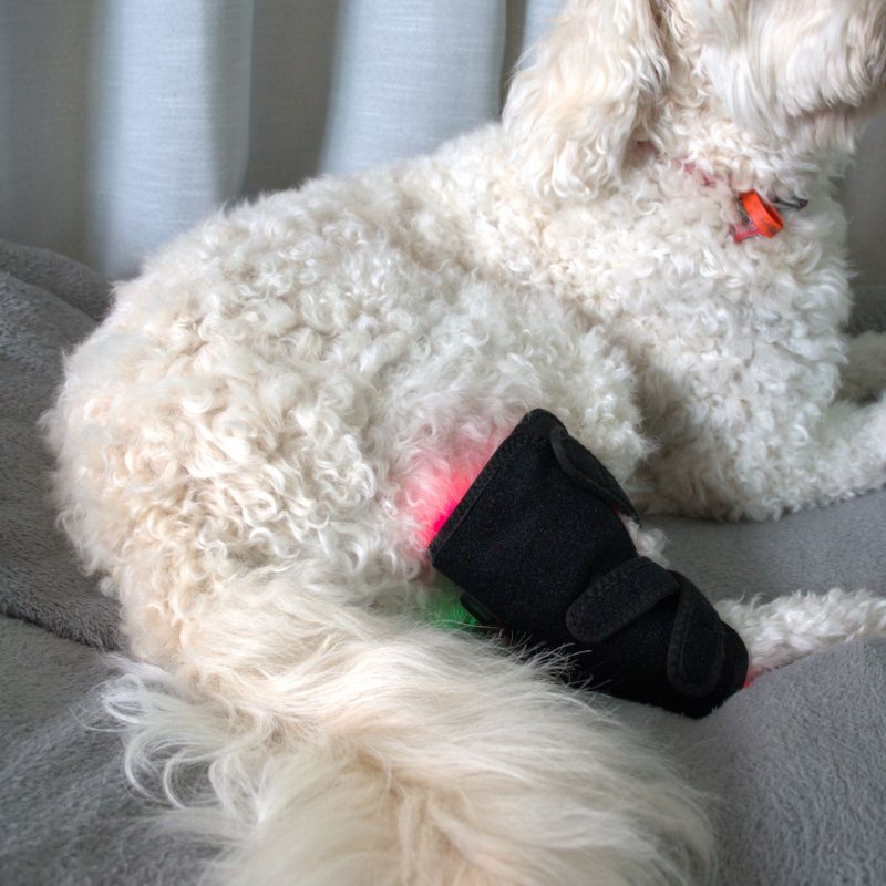 Joint Support Wrap for Dogs with Red Light Therapy