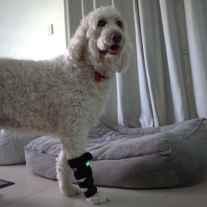 Joint Support Wrap for Dogs with Red Light Therapy