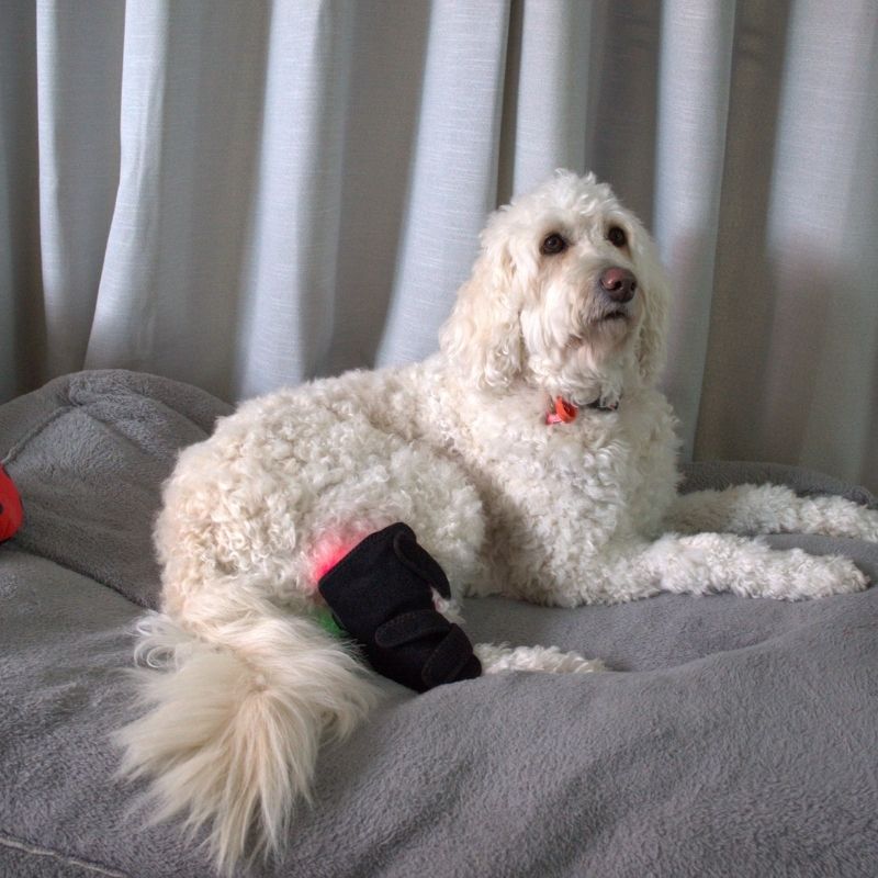 Joint Support Wrap for Dogs with Red Light Therapy
