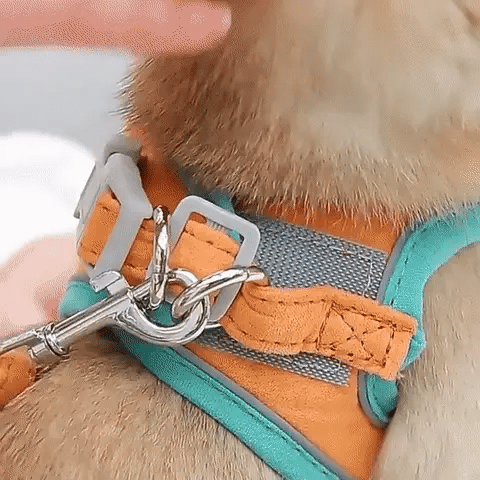 Comfort Harness for Cats - VeloraPaw Style
