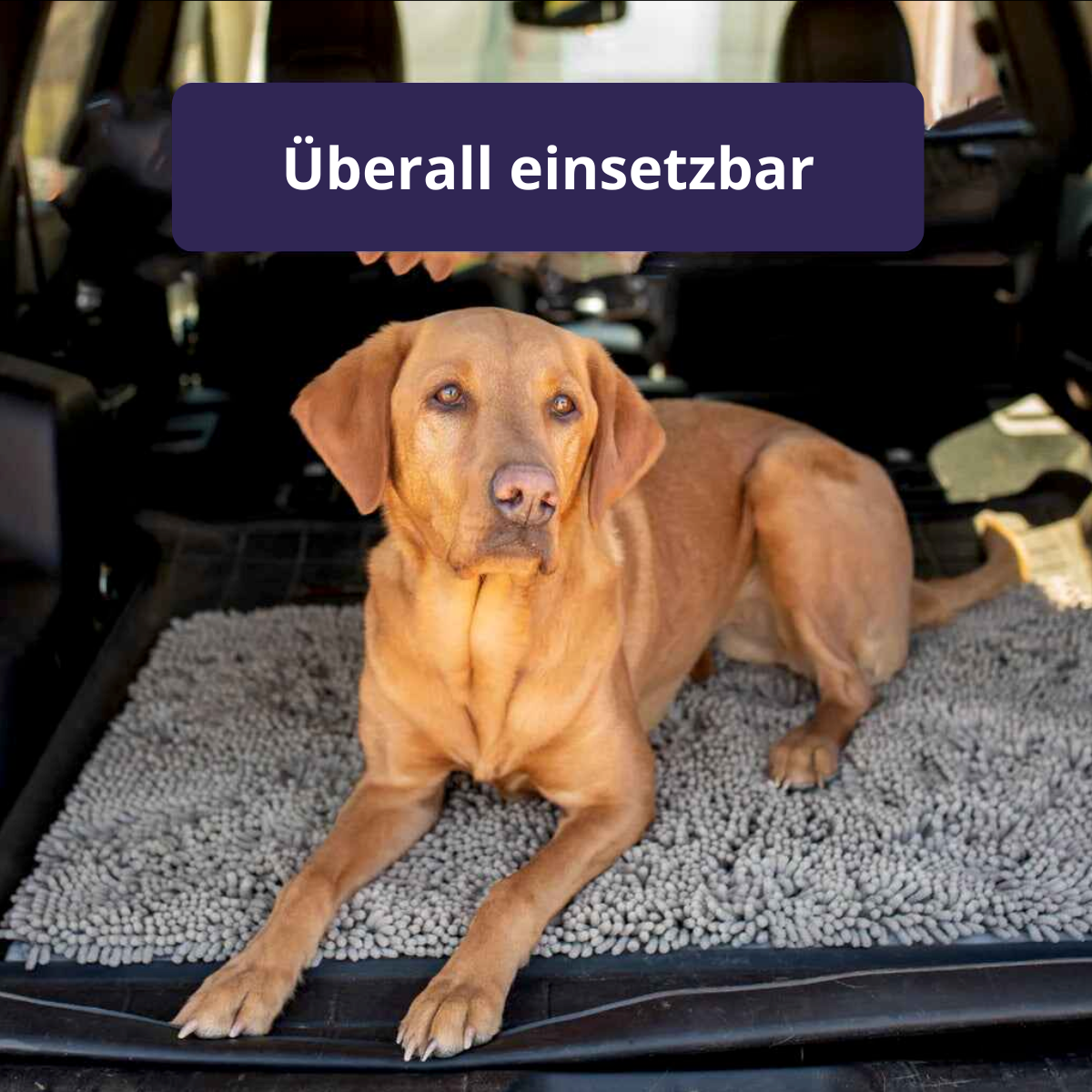 Buy One, Get One Free | PawGuard Floor Mat – Keep Your Home Clean