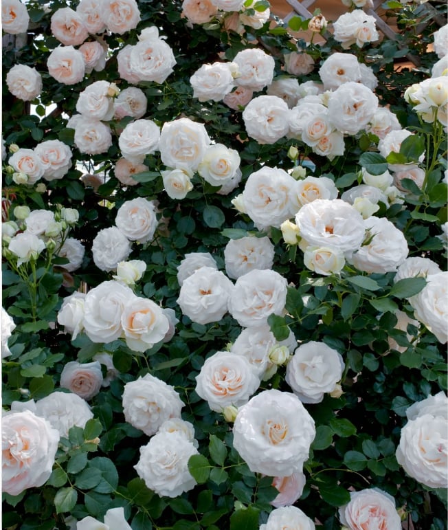BlossomTrail™ — Turn Your Garden Into a Vibrant, Fragrant Rose Paradise Without the Hassle