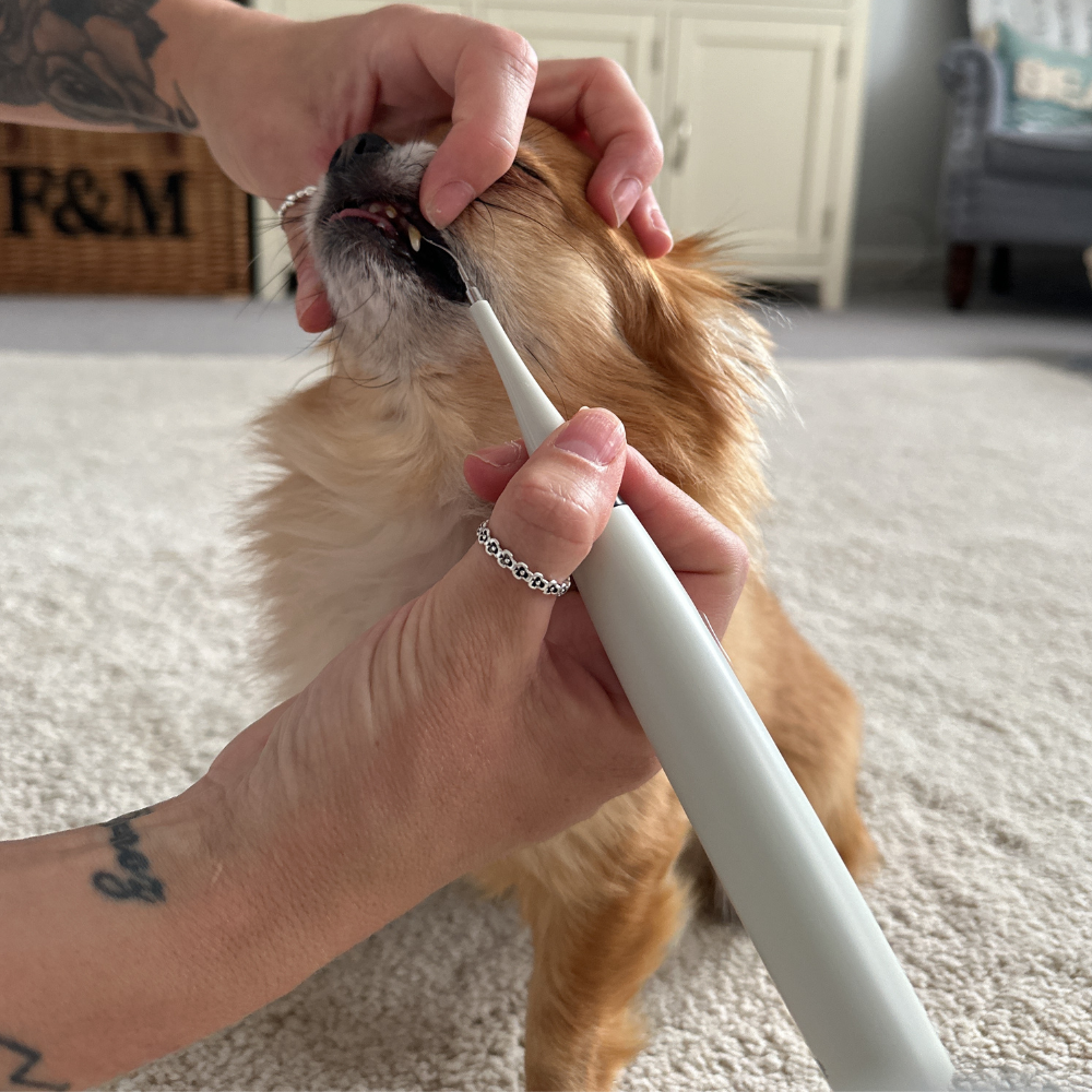 PureSmile™ — Effortless, Pain-Free Dental Care That Gives Your Pet a Bright, Confident Smile