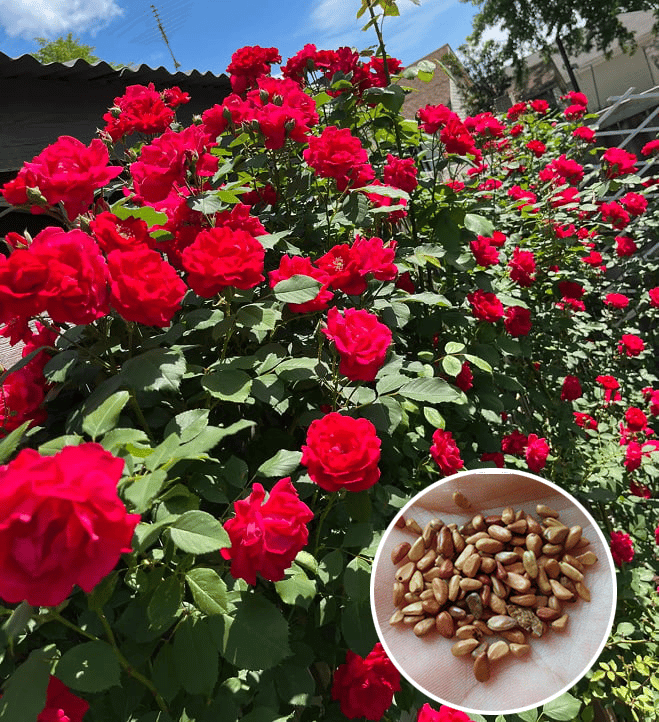 BlossomTrail™ — Turn Your Garden Into a Vibrant, Fragrant Rose Paradise Without the Hassle
