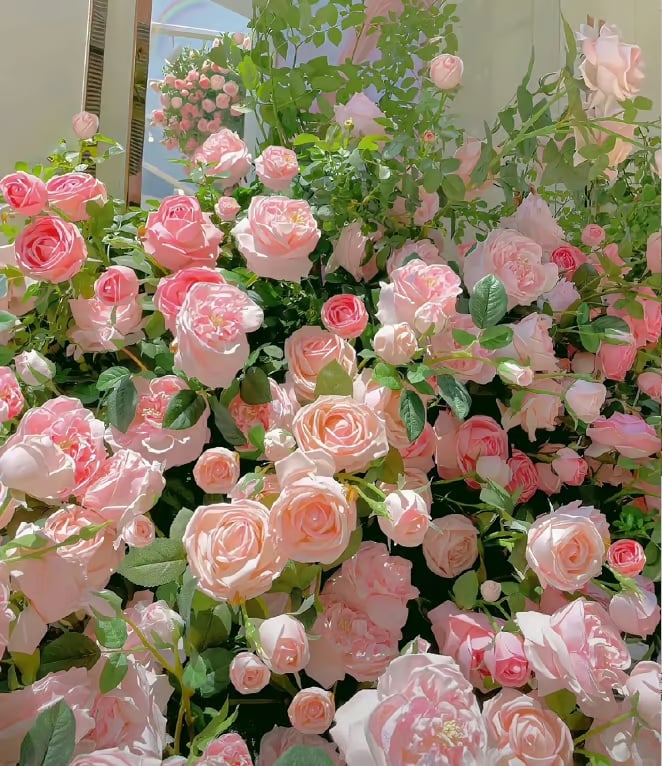 BlossomTrail™ — Turn Your Garden Into a Vibrant, Fragrant Rose Paradise Without the Hassle
