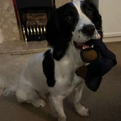 PowerPaw™ — Tough Chew Armor That Keeps Your Pup Happy and Healthy