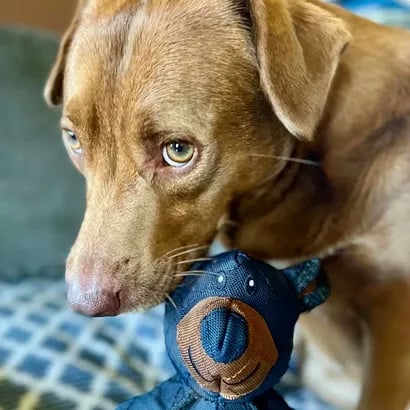 PowerPaw™ — Tough Chew Armor That Keeps Your Pup Happy and Healthy