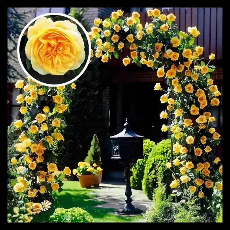 BlossomTrail™ — Turn Your Garden Into a Vibrant, Fragrant Rose Paradise Without the Hassle