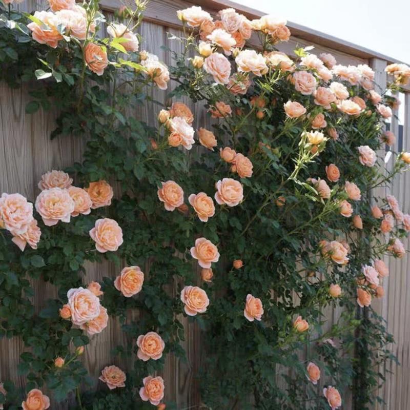 BlossomTrail™ — Turn Your Garden Into a Vibrant, Fragrant Rose Paradise Without the Hassle