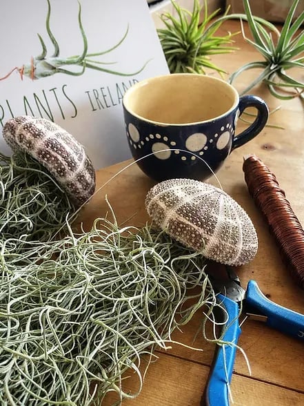 AquaMuse™ — Effortless Coastal Calm That Transforms Any Space Instantly