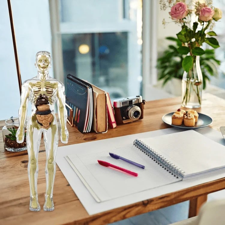 Unlock Your Potential to Truly Understand the Human Body