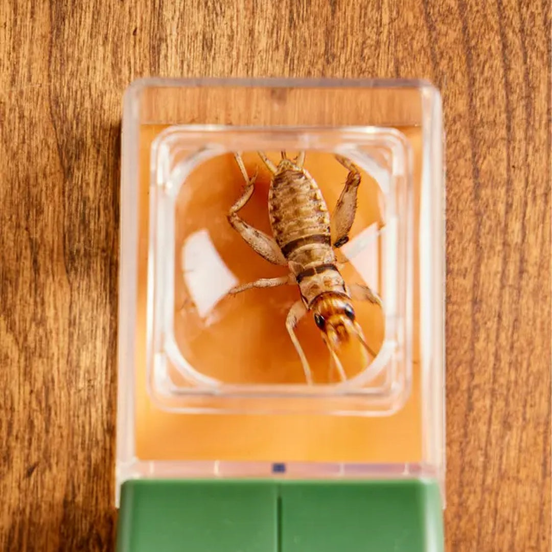 Snap Trap – Gently Capture Insects and Quickly Free Your Home!