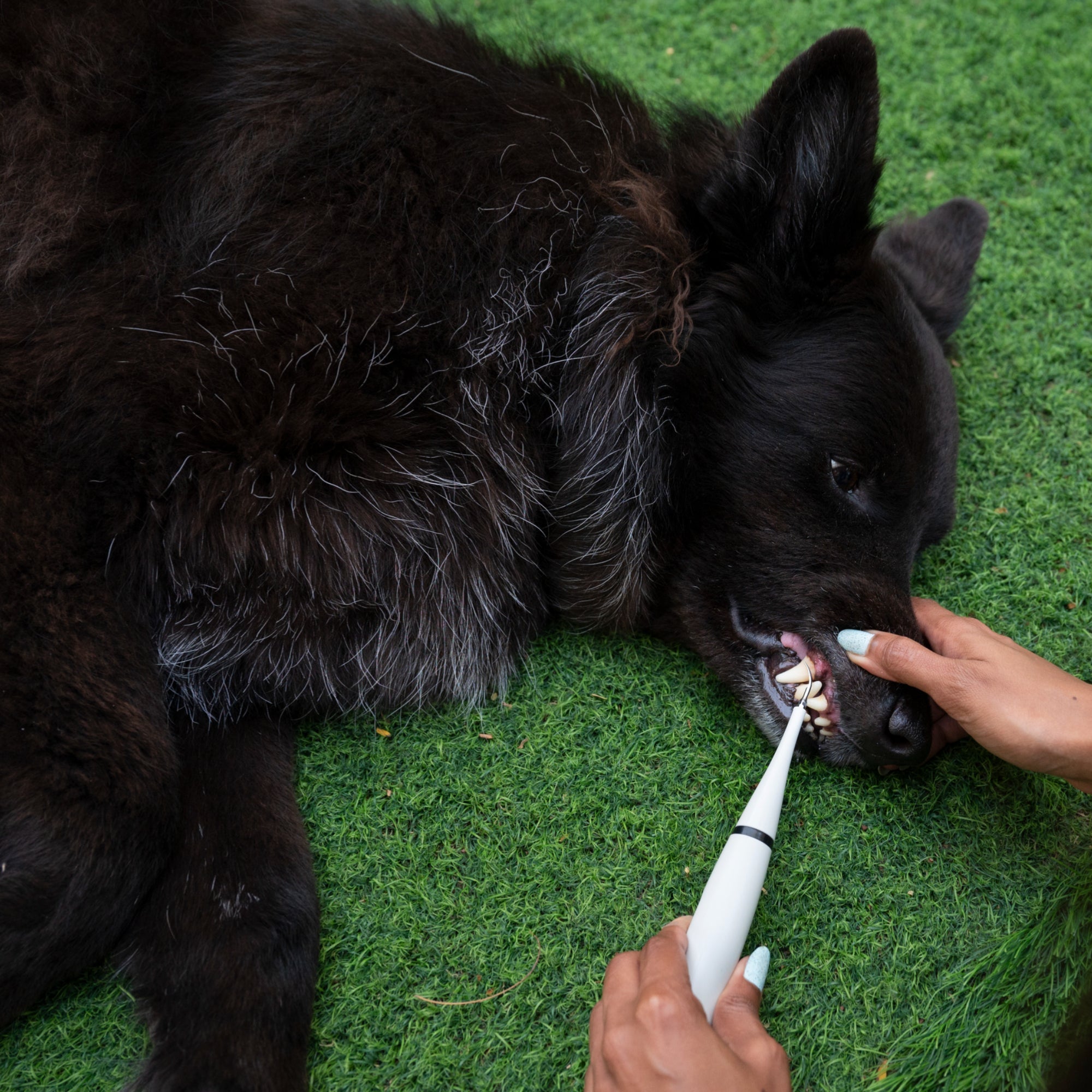 PureSmile™ — Effortless, Pain-Free Dental Care That Gives Your Pet a Bright, Confident Smile