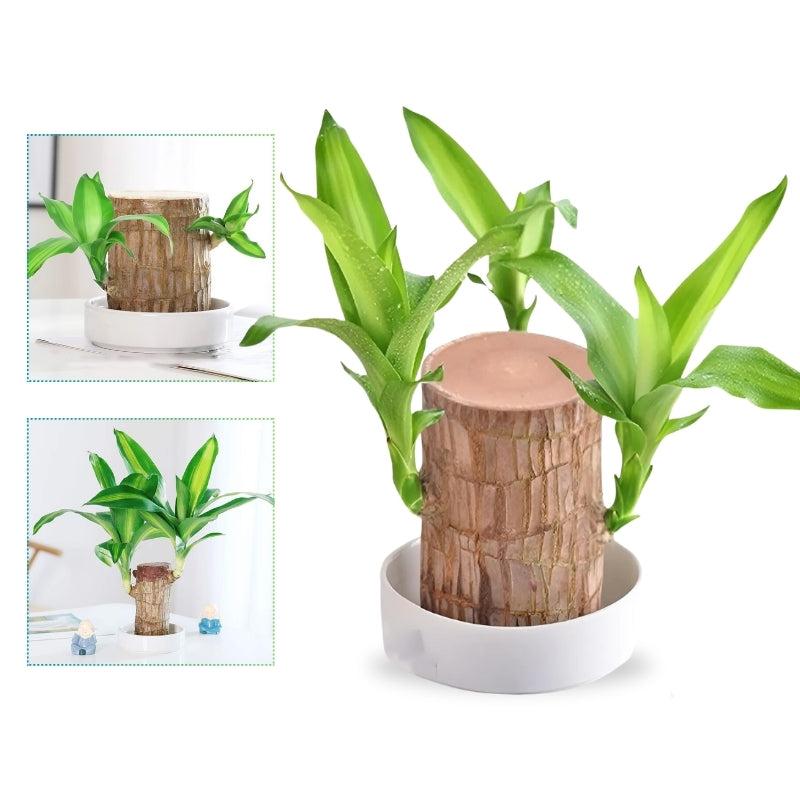 VerdeAura™ — Instantly Transform Any Space into a Calm, Lucky Sanctuary