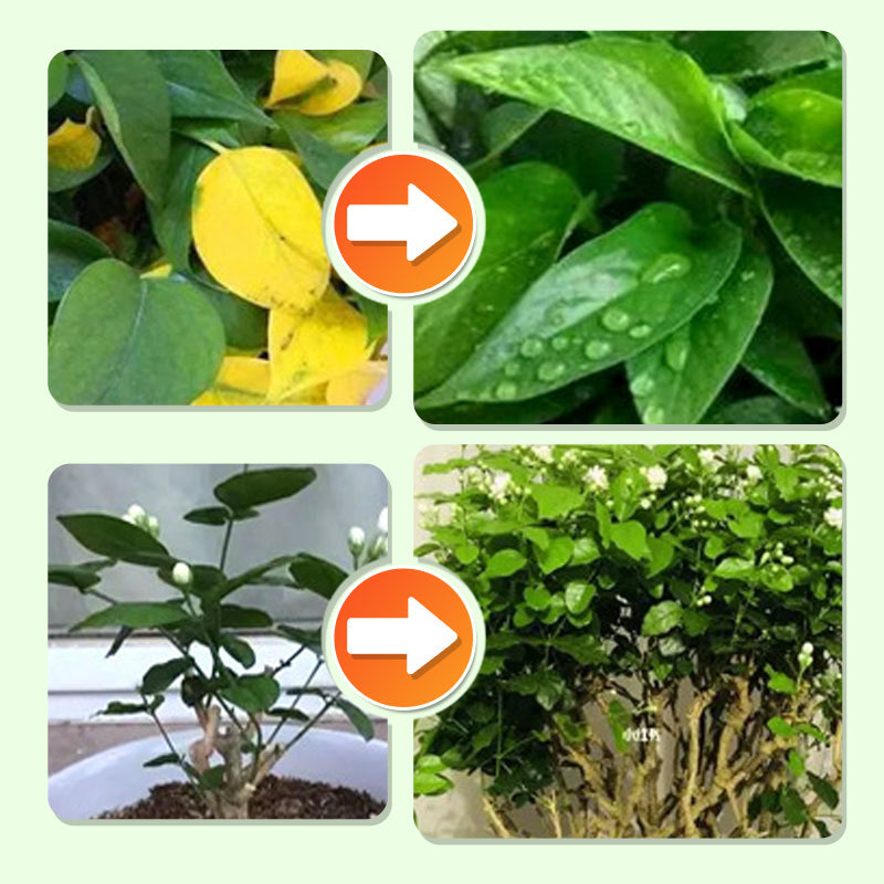Plant Feeding | Uniform Nutrient Spread | Simple to Insert | RootVita