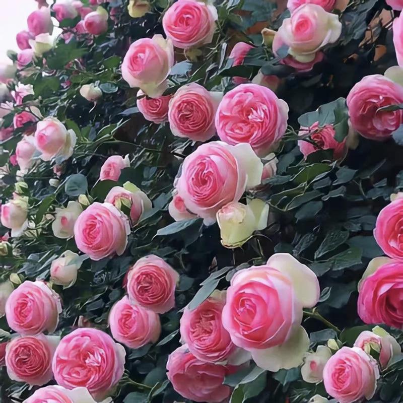BlossomTrail™ — Turn Your Garden Into a Vibrant, Fragrant Rose Paradise Without the Hassle